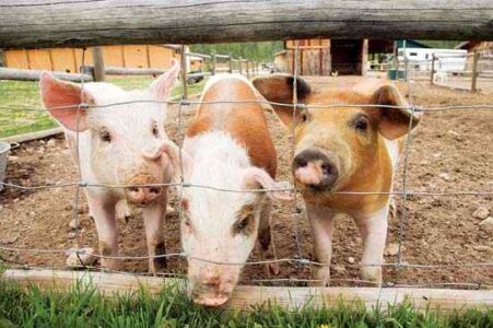 Loading and Moving Pigs Image